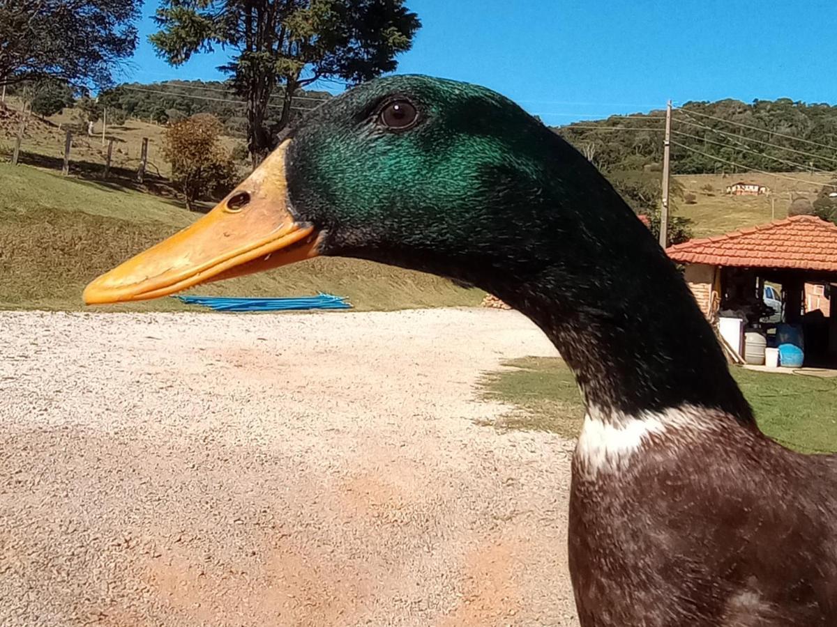 Sitio No Interior De Sp Para Curtir A Natureza 阿瓜斯达普拉塔 外观 照片