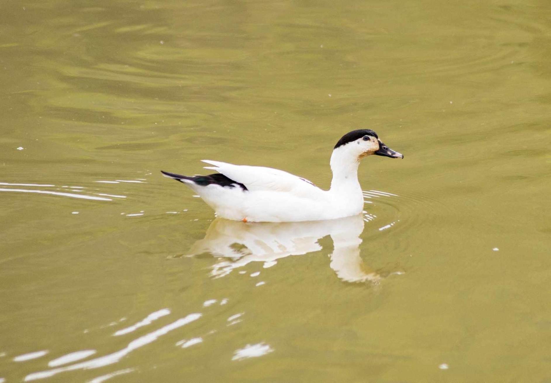 Sitio No Interior De Sp Para Curtir A Natureza 阿瓜斯达普拉塔 外观 照片